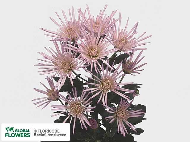 Photo Chrysanthemum (Indicum Grp) tros Vesuvio Pink.