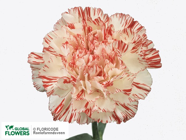 Photo Dianthus standaard 'Atletico'.