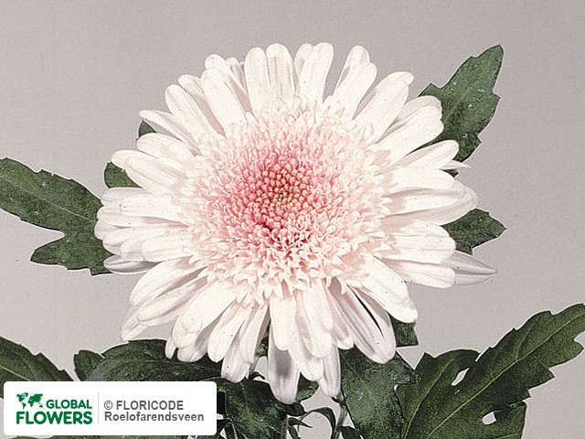 Photo Chrysanthemum (Indicum Grp) geplozen 'Eleonora'.