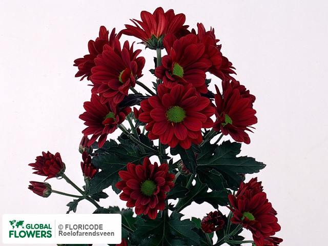 Photo Chrysanthemum (Indicum Grp) tros 'Cayenne'.