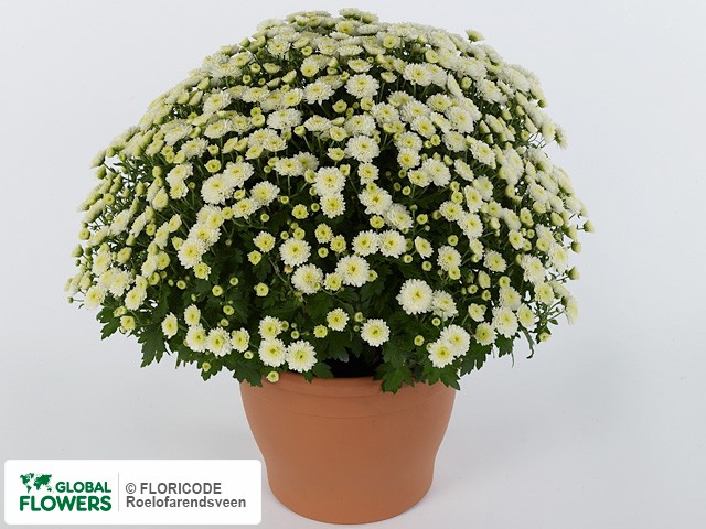 Photo Chrysanthemum (Indicum Grp) 'Jasoda White'.