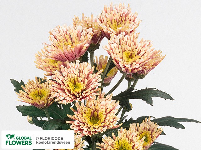 Photo Chrysanthemum (Indicum Grp) tros Sizzle.