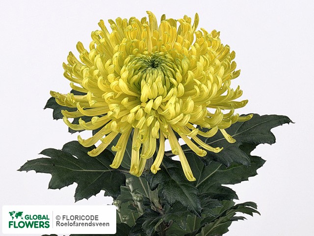 Photo Chrysanthemum (Indicum Grp) geplozen 'Revert'.