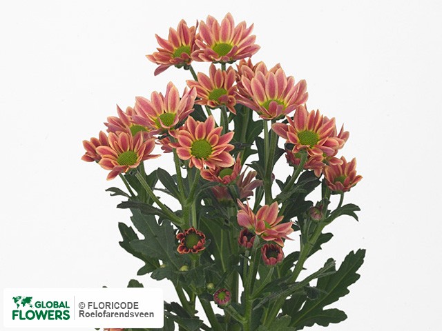 Photo Chrysanthemum (Indicum Grp) tros santini Confetti Salmon.