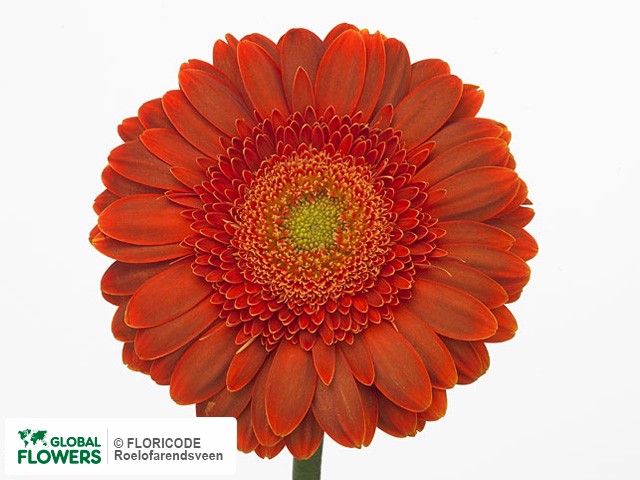 Photo Gerbera grootbloemig 'Coffee'.