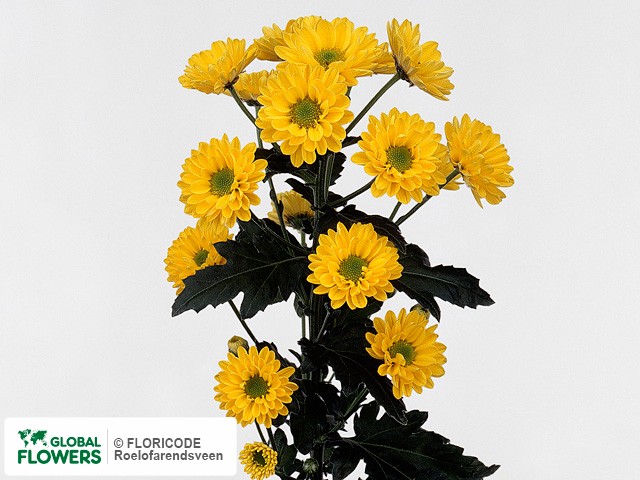 Photo Chrysanthemum (Indicum Grp) tros santini 'Jazzy'.