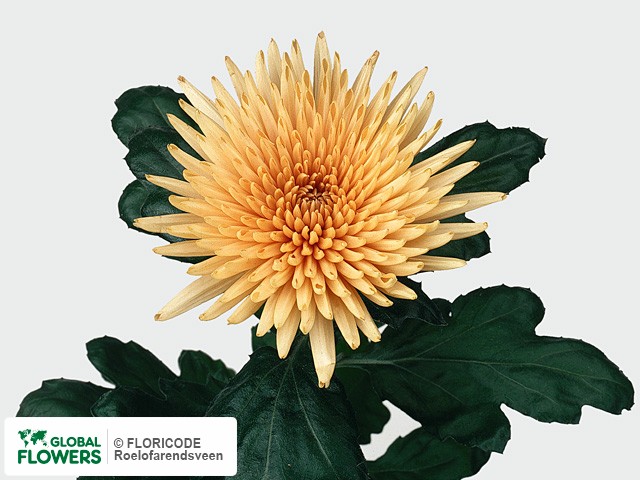 Photo Chrysanthemum (Indicum Grp) geplozen 'Anastasia Bronze'.