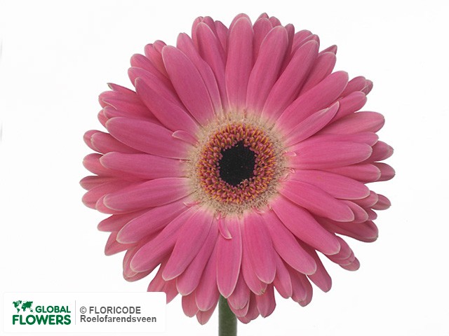 Photo Gerbera grootbloemig 'Marie-Claire'.