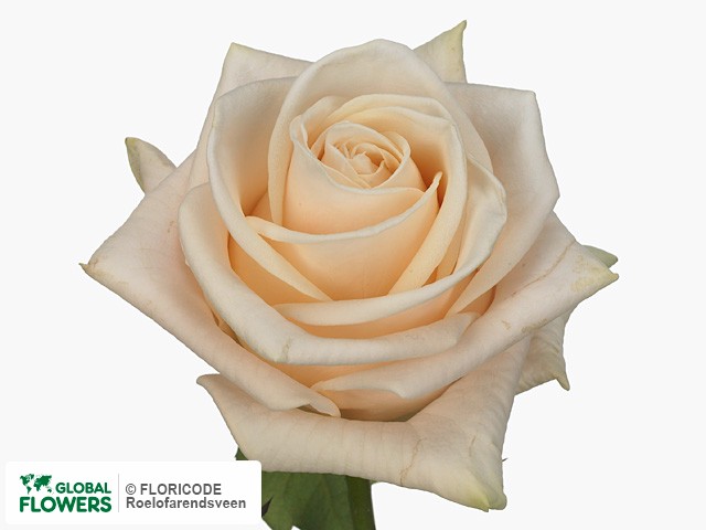 Photo Rosa grootbloemig Wedding Rose.