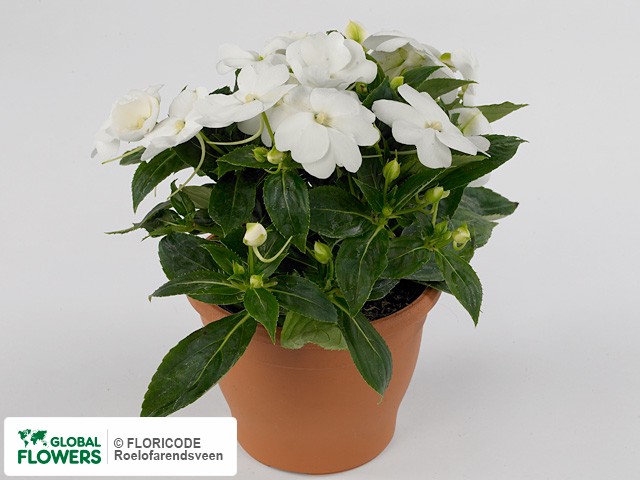 Фото вида Недотрога Новая Гвинея "Toscana Compact GL White".
