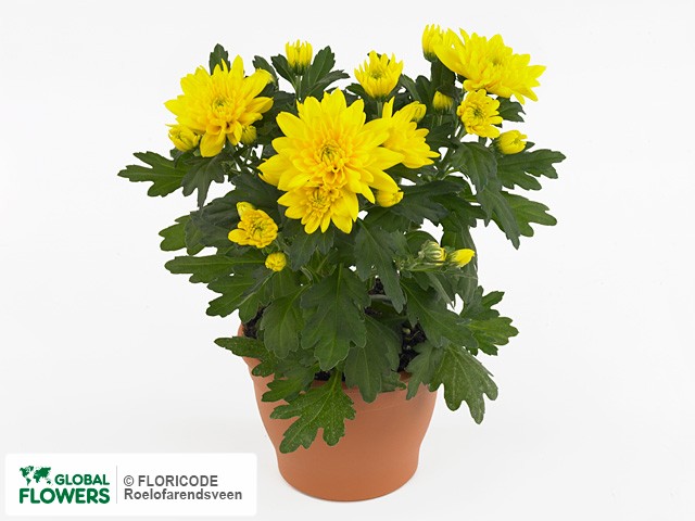Photo Chrysanthemum (Indicum Grp) Mount Carmel.