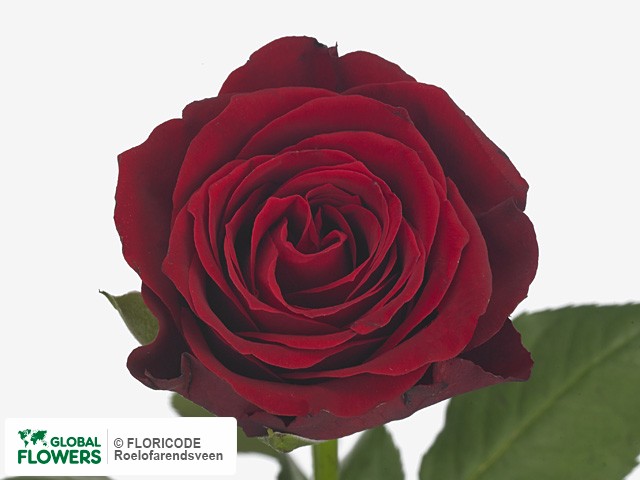 Фото вида Роза мелкоцветная "Red Adore".