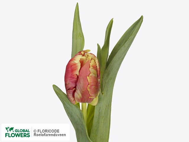 Photo Tulipa (Parrot Grp) 'Dee Jay Parrot' | Global Flowers