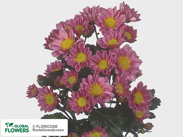 Photo Chrysanthemum (Indicum Grp) tros 'Rex'.