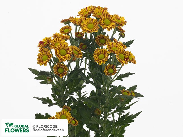 Photo Chrysanthemum (Indicum Grp) tros santini Baraka.
