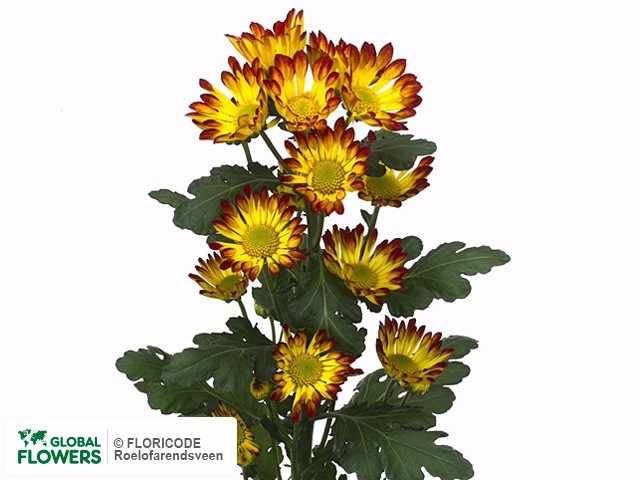 Photo Chrysanthemum (Indicum Grp) tros Roma.