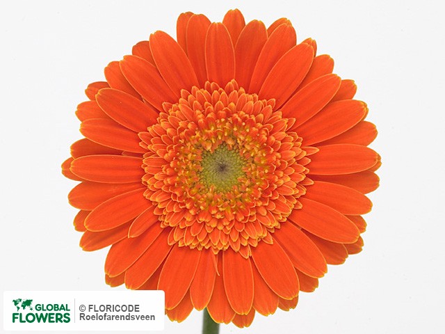 Photo Gerbera mini 'Lottery'.