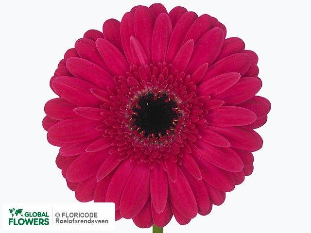 Photo Gerbera grootbloemig Ruble.