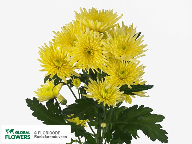 Фото вида Хризантема индийская "Dekcarolle Yellow".