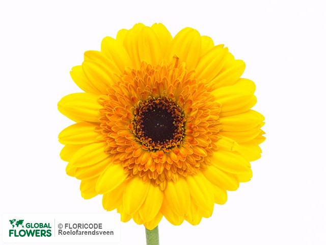 Photo Gerbera mini Goldstar.