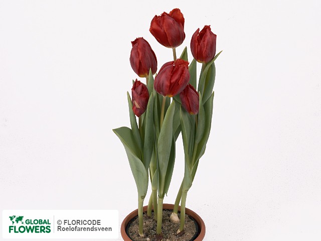 Photo Tulipa (Fringed Grp) 'Arma'.