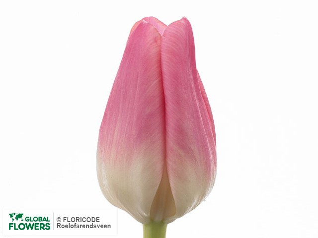 Photo Tulipa (Triumph Grp) 'All Risk'.