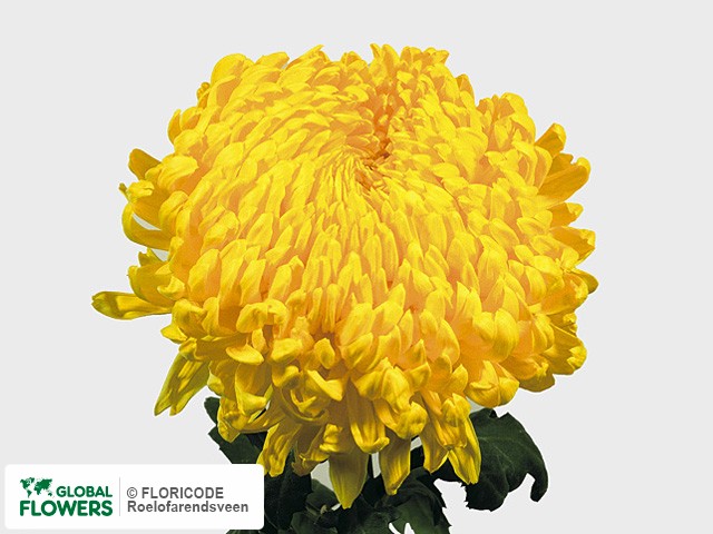 Photo Chrysanthemum (Indicum Grp) geplozen 'Rivalry'.