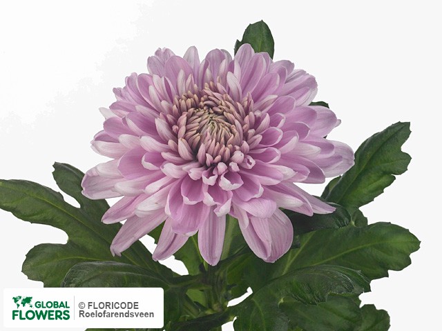 Фото вида Хризантема одноголовая "Tsjechov".