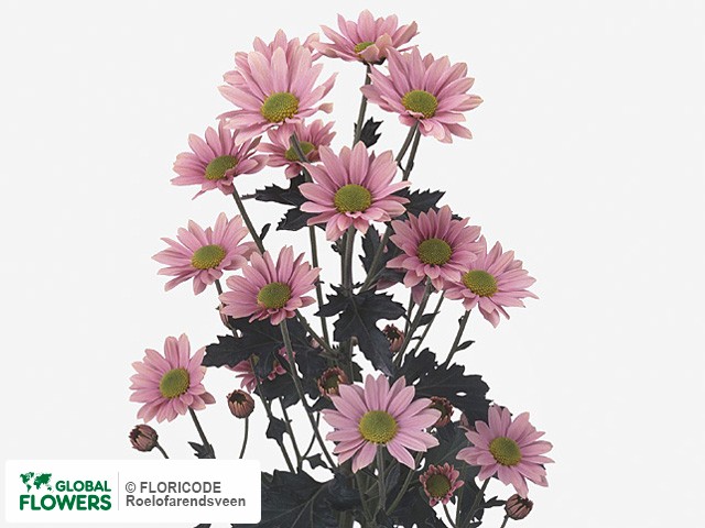 Photo Chrysanthemum (Indicum Grp) tros Felice.