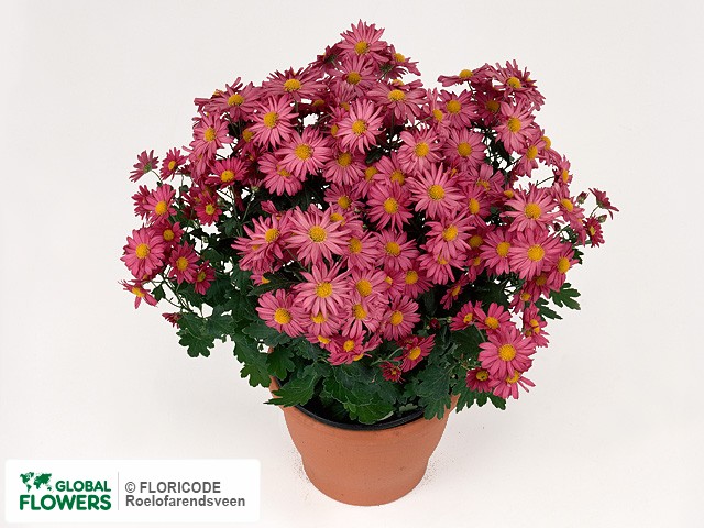 Photo Chrysanthemum (Indicum Grp) 'Torpedo'.