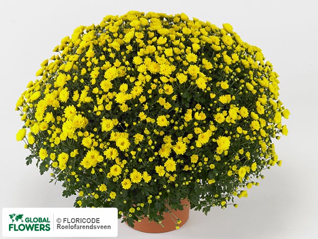 Photo Chrysanthemum (Indicum Grp) 'Vittorio'.