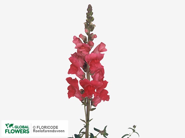 Photo Antirrhinum majus 'Axiom Deeporange'.