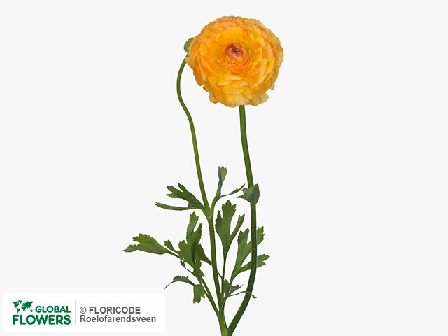 Photo Ranunculus asiaticus 'Amandine Orange Picotee'.