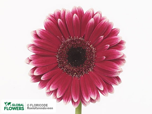 Photo Gerbera mini 'Puppy'.