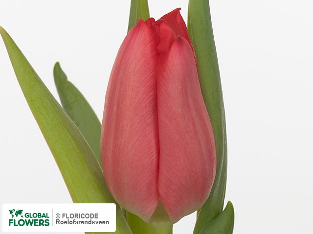 Photo Tulipa (Single Early Grp) 'Christmas Carol'.