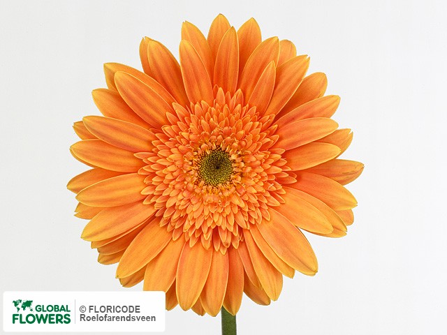 Photo Gerbera grootbloemig Jumbo.