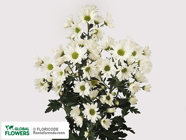 Photo Chrysanthemum (Indicum Grp) tros santini Samson White.