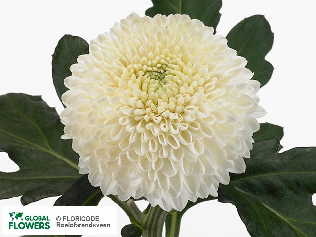 Photo Chrysanthemum (Indicum Grp) geplozen Boula.