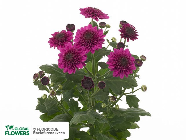 Photo Chrysanthemum (Indicum Grp) tros santini Boogie Purple.