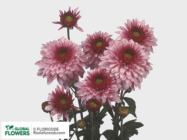 Photo Chrysanthemum (Indicum Grp) tros 'Beppie'.