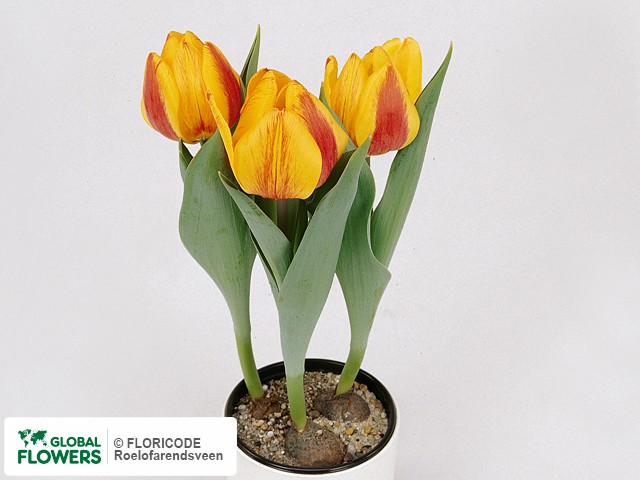 Photo Tulipa (Single Early Grp) 'Flair'.