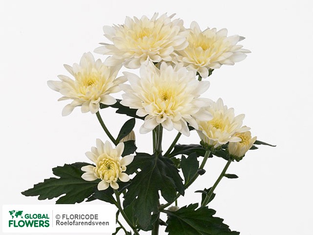 Photo Chrysanthemum (Indicum Grp) tros Sjanie!.