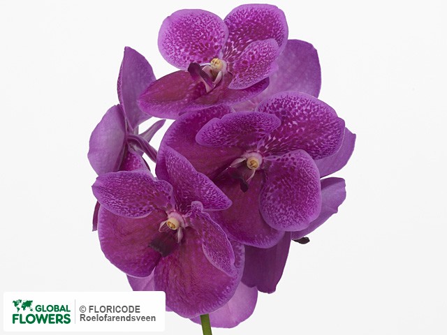 Photo Vanda Fuchsia Beauty | Global Flowers