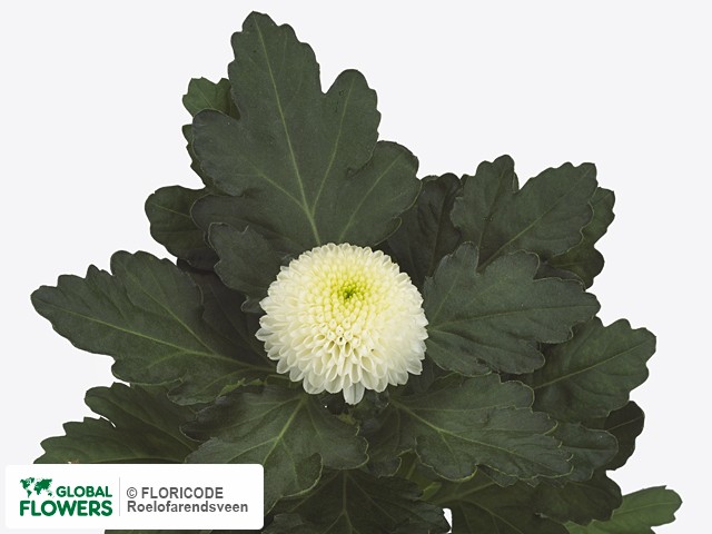 Фото вида Хризантема одноголовая "Zonar".