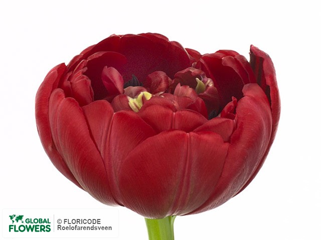 Photo Tulipa (Double Late Grp) Prominence Double.