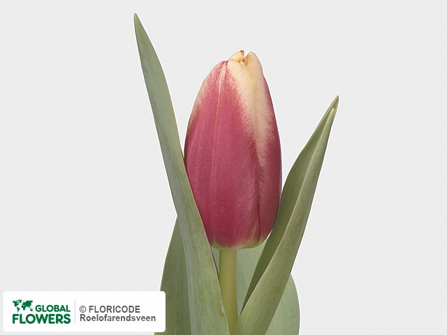 Photo Tulipa (Triumph Grp) 'Leen van der Mark'.