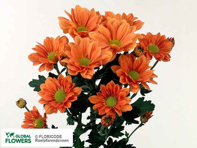 Photo Chrysanthemum (Indicum Grp) tros Grand Orange.