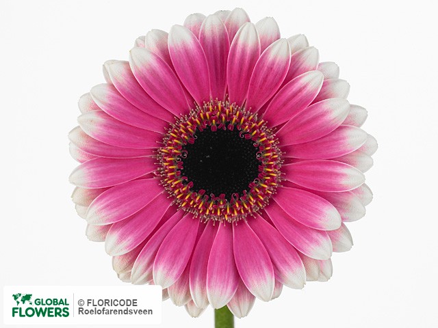 Photo Gerbera mini 'Abba'.