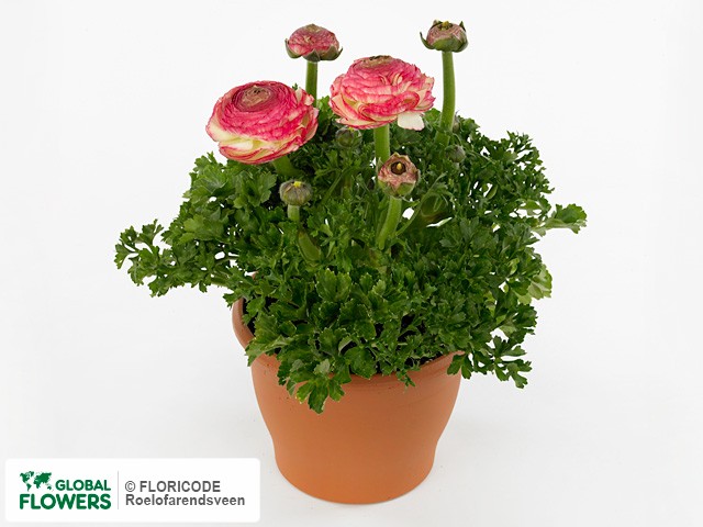 Photo Ranunculus asiaticus Success XXL Felicidade.