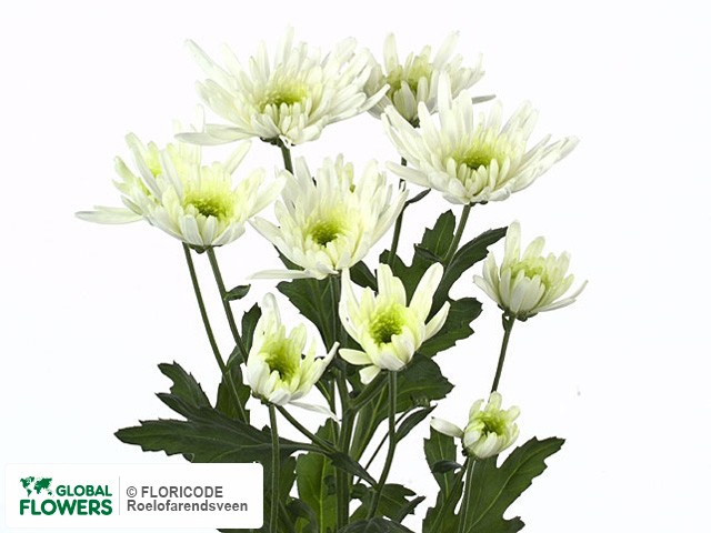 Photo Chrysanthemum (Indicum Grp) tros Shakira White.